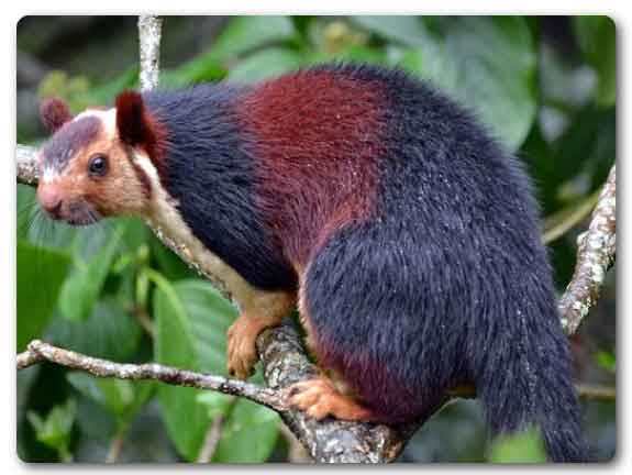  Maharashtra state animal, Indian giant squirrel, Ratufa indica